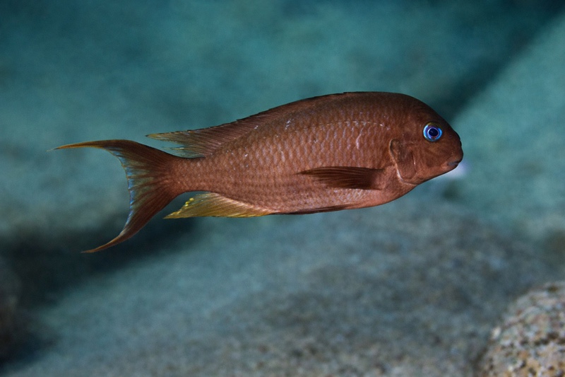 Tropheus polli 'Karilani Island'